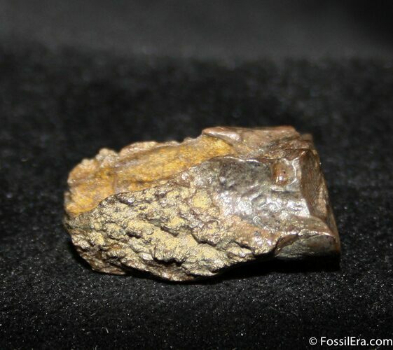 Real Triceratops Horridus Tooth From Montana #743